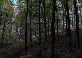 Europe, Belgique, forêt de Soigne, octobre 2019: à la pente de la forêt 