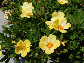 Yellow flowers of Portulaca grandiflora in sunlight.