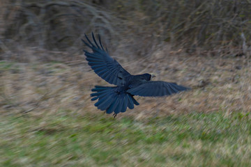 a black rook on the side of the road, a rook flying in, a bird taking flight