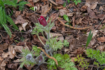 Die Gewöhnliche Kuhschelle (Pulsatilla vulgaris, auch Gewöhnliche Küchenschelle genannt, ist eine Pflanzenart in der Familie der Hahnenfußgewächse (Ranunculaceae). 