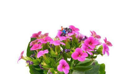 A small motorcyclist drives over a pink flower - Tiny People Travelling