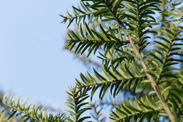 a young yew tree branches highlighted with sunlight and a clear blue sky during a sunny spring day, relaxed under a tree and watching clear blue sky on a sunny hot day