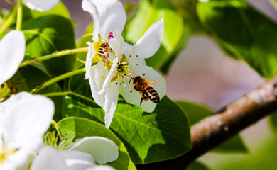 Wild pink fragile pear tree blossom blooming in spring with a bee or a wasp collecting pollen nectar.
