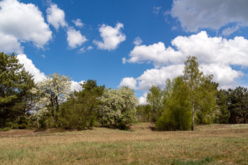 Wiosna w Dolinie Narwi. Wiosenne Podlasie. Tykocin, Strękowa Góra, Podlasie, Polska