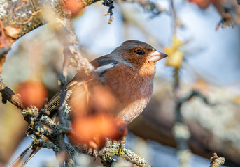 Buchfink im Baum