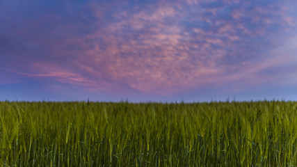 wheat field at sunset, green wheat against the sky