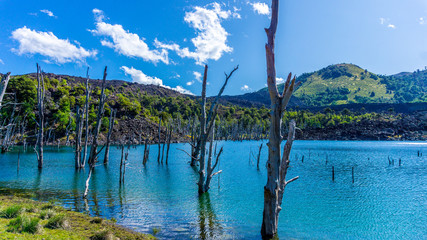 trees insert in the forest lagoon