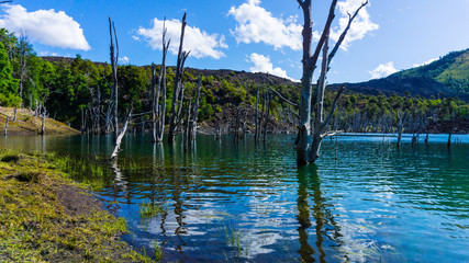 lagoon with forest insert