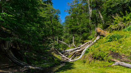 forest and tree with water way
