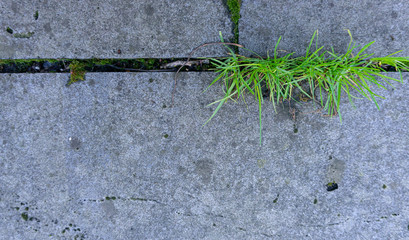 Concrete tile garden path, overgrown with grass