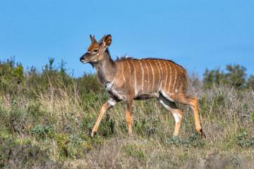 Kudu photographed in South Africa. Picture made in 2019.