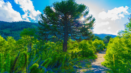 araucaria tree