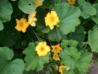 pumpkin bee and pollen