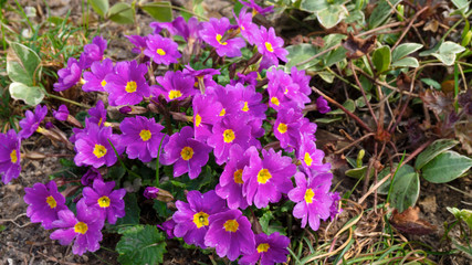 Beautiful primrose bush on a mixborder in the garden in early spring. Photo of primroses for сalendars and typography with place for text.