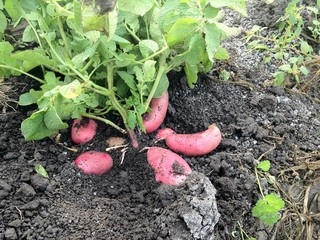 patatoes papas buena produccion production