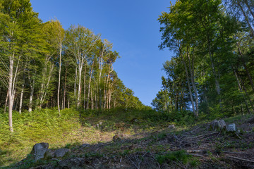 Weilhartsforst, Hochburg-Ach, Wanghausen, Bezirk Braunau, Oberösterreich, Österreich, Austria, Heilbrünnl, Heilbründl, Weg