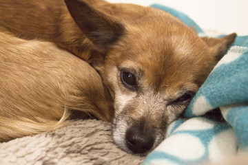 Small shorthaired dog without defined breed