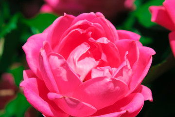 Pink Rose