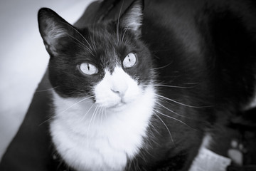 Black and white cat with alert expression