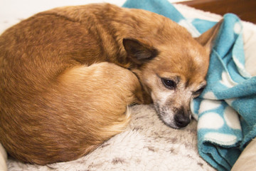 Small shorthaired dog without defined breed