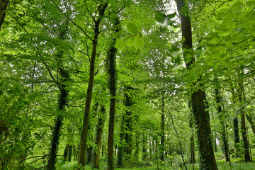 Obraz premium Lush vegetation in springtime in a green forest in England. Background