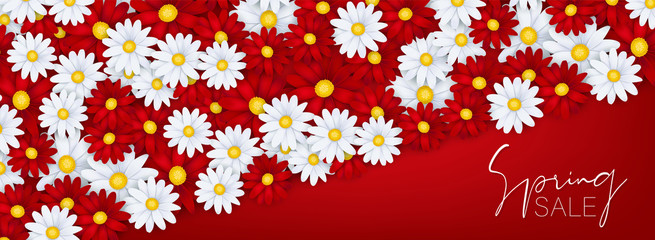 Spring sale banner or newsletter header. White and red realistic daisy flowers. Floral promo design. Vector illustration.