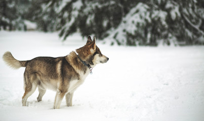 Naklejka premium Winter time. Dog in a forest. Siberian Husky in a woods, playing and enjoying in a snow. 