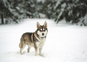 Winter time. Dog in a forest.  Siberian Husky in a woods, playing and enjoying in a snow. 