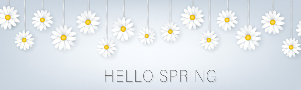 Hello Spring Banner Or Newsletter Header. Tender White Realistic Daisy Flowers. Floral Promo Design. Vector Illustration.