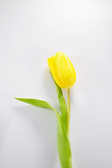 Yellow tulip on the white background