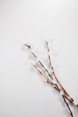 Willow branch on the white background