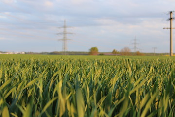 Macros and Landscapes.