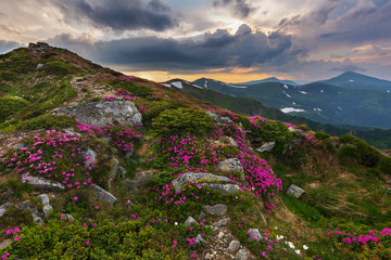 A beautiful summer landscapes in the Ukrainian Carpathian Mountains, covered with flowering rhododendron with millions of magic flowers, covered around.