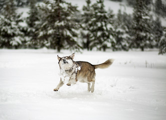 Winter time. Dog in a forest.  Siberian Husky in a woods, playing and enjoying in a snow. 