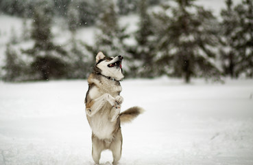 Winter time. Dog in a forest.  Siberian Husky in a woods, playing and enjoying in a snow. 
