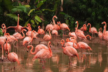 Naklejka na ściany i meble Flock of pink flamingos on swamp