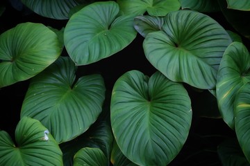 Tropical fern leaves growing in botanical garden with green color pattern and dark light background 