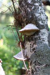 Fototapeta premium mushrooms growing on a tree in the forest