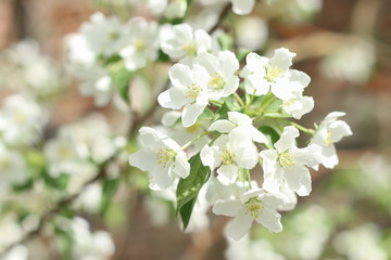 Blooming apple tree In Springtime on the blurred background