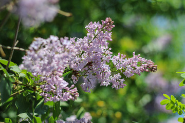 Blooming Lilac Branch In Springtime on the green blurred background