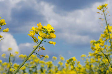 Yellow rape flowers on a field against a blue sky. Crop Brassica napus.