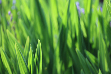 Fototapeta na wymiar Close up fresh green iris leaves back lit in the spring sunshine