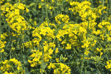 Yellow rape blossoms on the field. Crop Brassica napus. Texture.