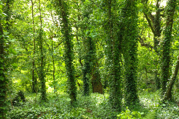 Fototapeta na wymiar Lush vegetation in springtime in a green forest in England. Background