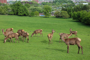 Naklejka na ściany i meble Red Deer (Cervus elaphus) in the park In Bristol