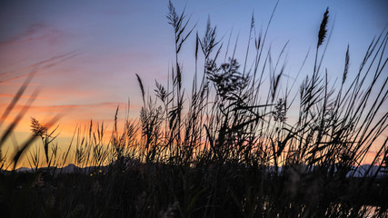 Fototapeta premium coucher de soleil dans les joncs 