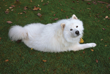 White Samoyed on green grass and fallen yellow leaves.