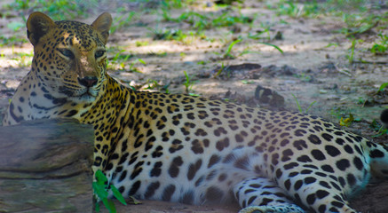 Indian LEOPARD resting under the tree shadow