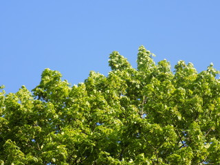 Maple Tree with Blue Sky