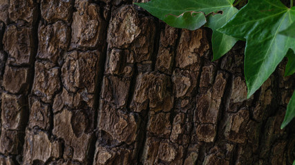 Tree trunk entwined ivy. Tree bark texture